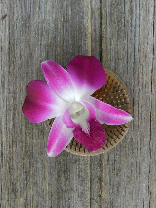 BOMBAY  BI-COLOR PURPLE/ WHITE DENDROBIUM ORCHID